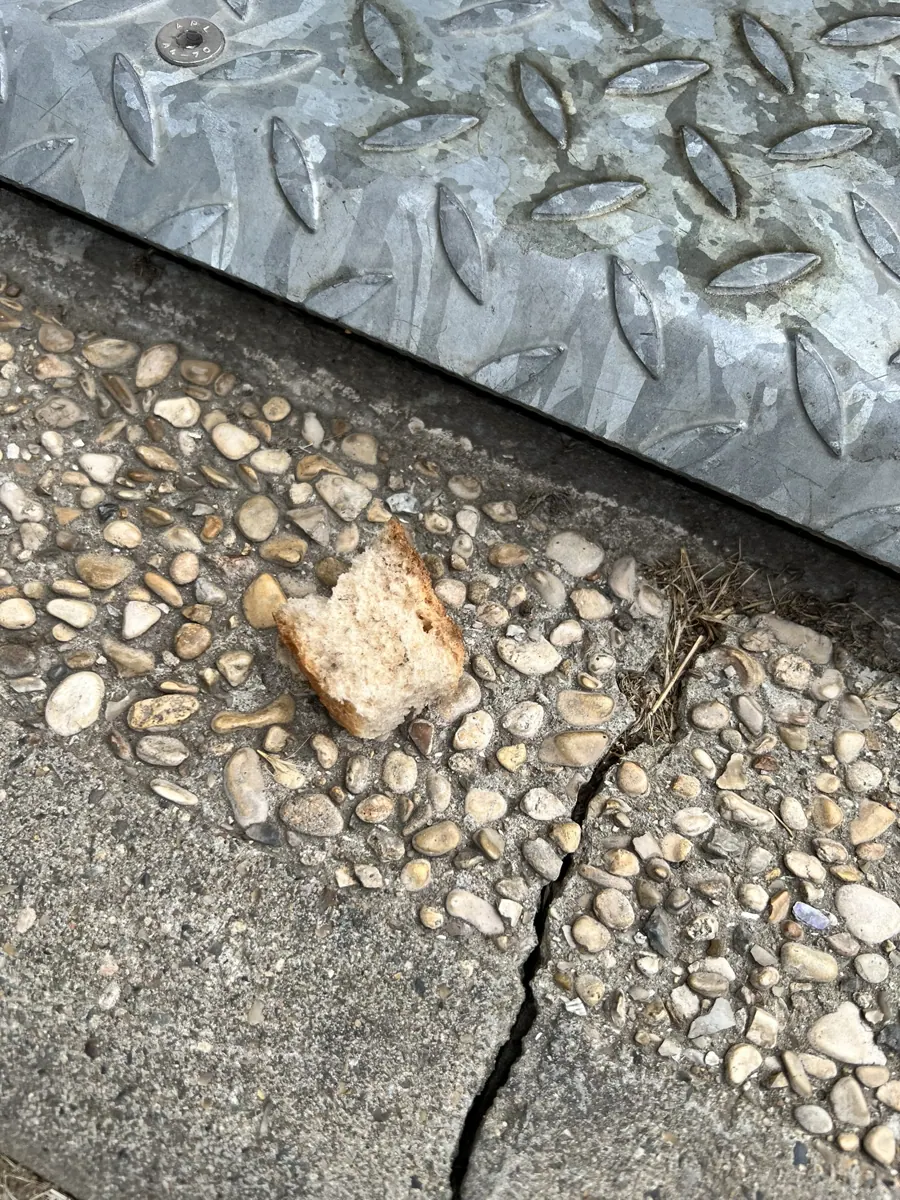Fissure dans un dallage extérieur avec appât rongé, passage actif de rats à Bezons