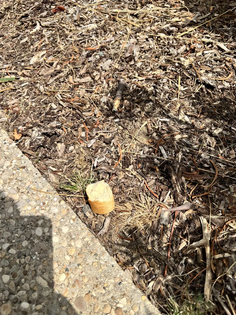 Appât rodenticide consommé en pied de bordure le long d'un immeuble en copropriété