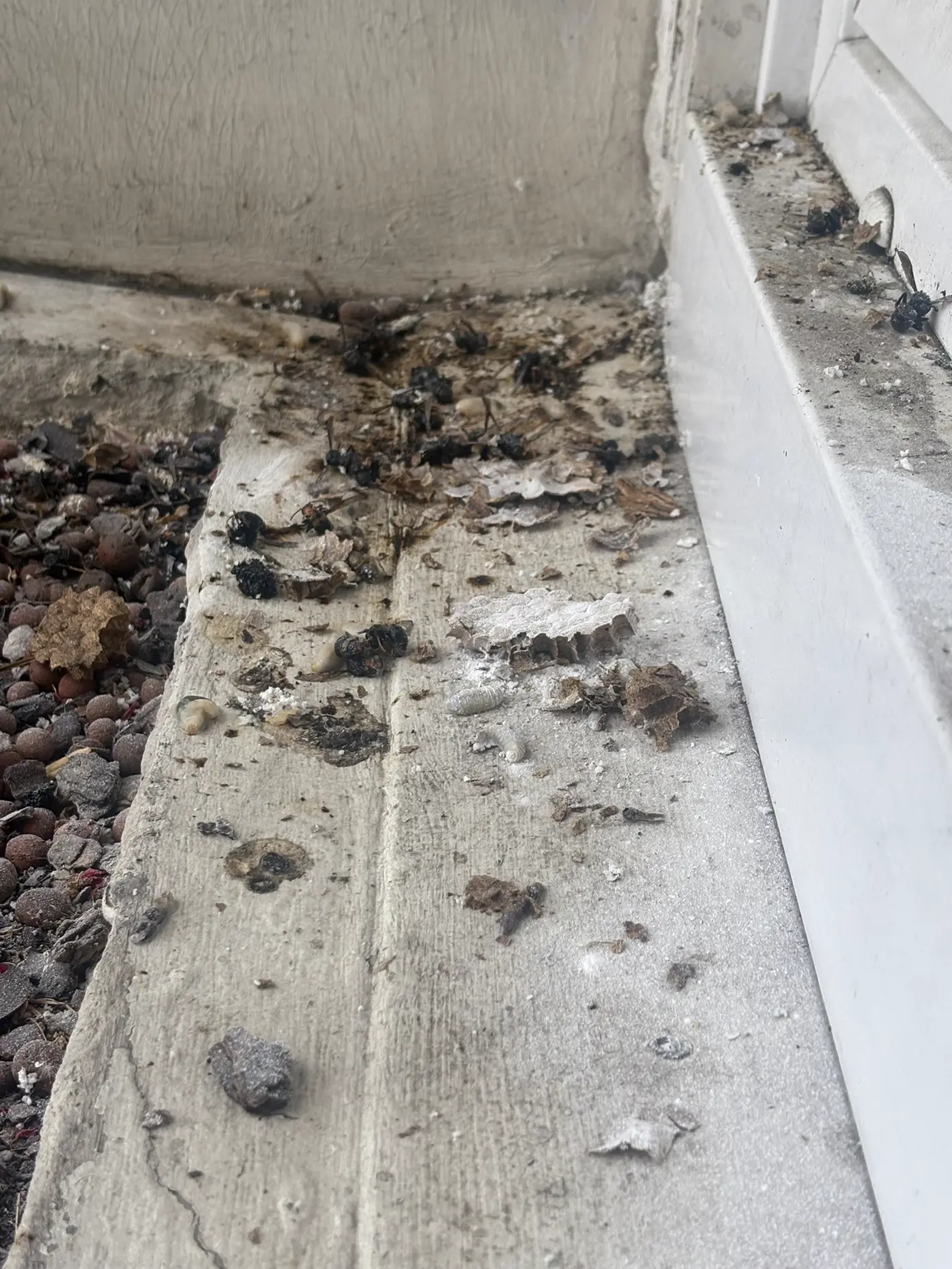 Frelons asiatiques morts et débris de nid au sol après élimination du nid par pulvérisation d'insecticide