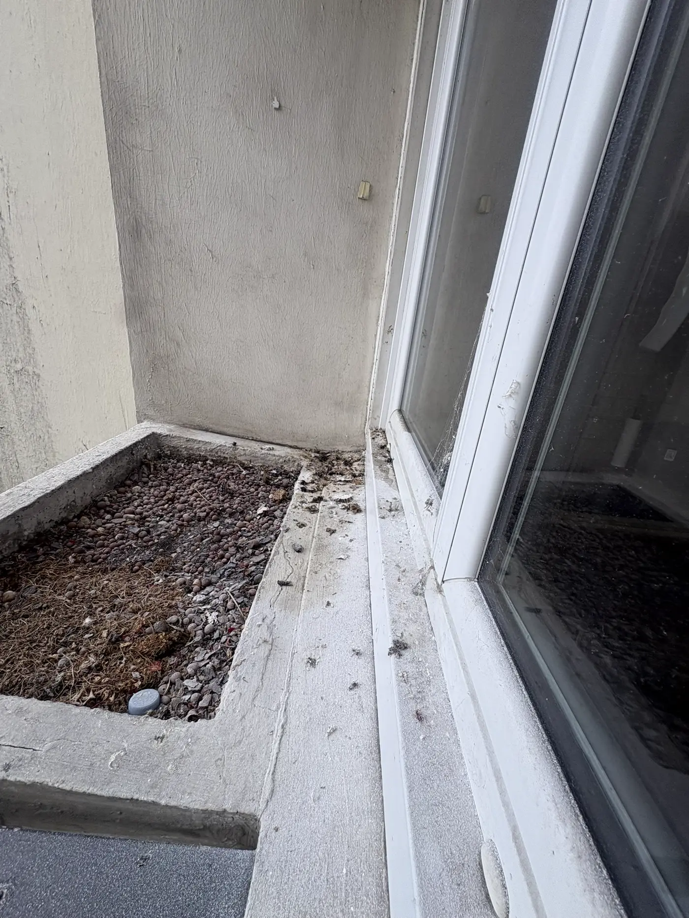 Zone de balcon traitée à la poudre répulsive anti-retour après élimination d'un nid de frelons asiatiques à Pantin
