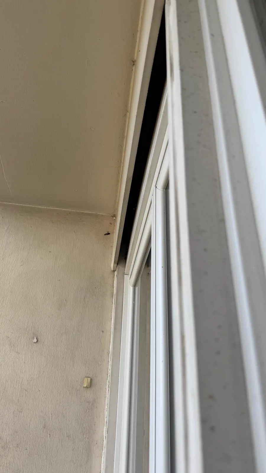 Interstice entre coffre de volet roulant et plafond servant de cavité au nid de frelons asiatiques avant traitement