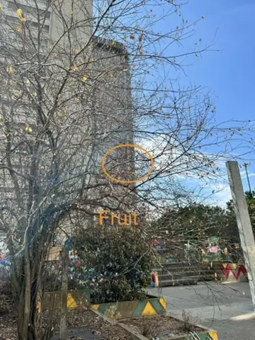 Arbre fruitier dans une résidence en copropriété, source de nourriture pour les rongeurs