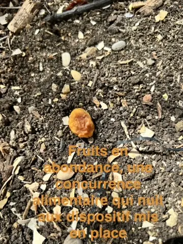Fruits tombés au sol créant une concurrence alimentaire avec les appâts rodenticides